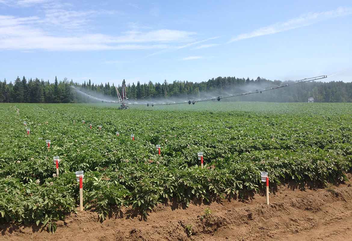 Ateliers Irrigation 2018 | Pommes de terre, goutte-à-goutte et aspersion